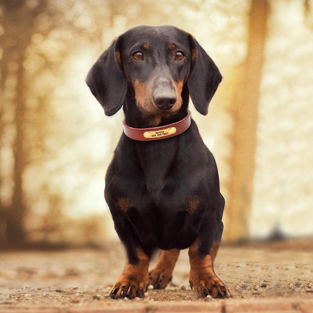 Personalized Genuine Leather Dog Collar  (FREE SHIPPING) With Stainless Steel Nameplate