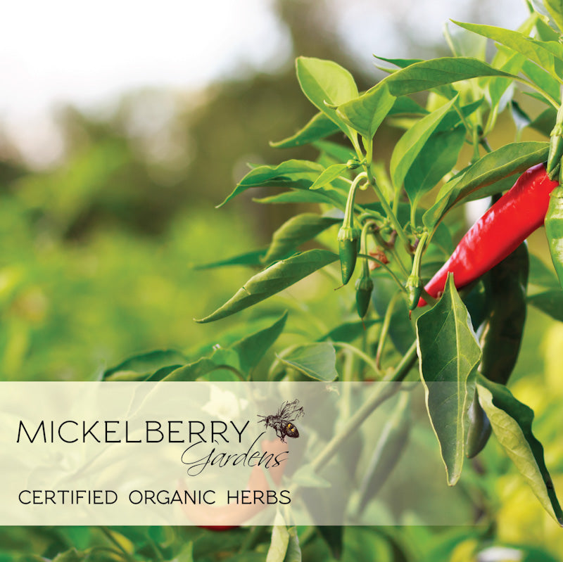 Fire Cider Honey Tonic – A Bold and Spicy Wellness Remedy