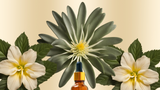Ecstatic ⟡ Kanna + Damiana Tincture – Herbal Mood Support, Plant-Based Pleasure Blend, Social Connection Elixir