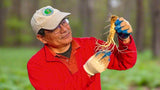 New Crop 7-Year Wisconsin Cultivated Ginseng Deluxe Gift Box, Premium Roots, Collector's Edition, Luxury Herbal Gift