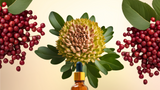 Long Rhode ⟡ Rhodiola + Schisandra Tincture – Herbal Energy Support, Adaptogen Blend, Caffeine-Free Focus
