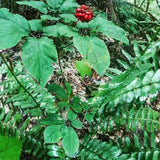 Wild American Mountain Ginseng 20–30 Year Premium Roots, Mature Harvest, Rare Botanical, Heritage Collection